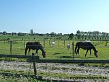 Zandlemig Vlaanderen
